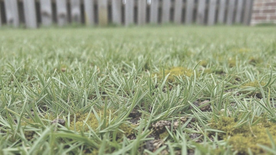 Jakie są skutki braku nawożenia trawnika?